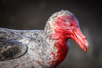 Southern Giant Petrel