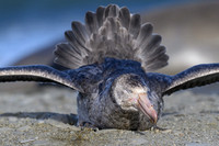 Southern Giant Petrel