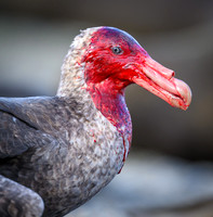 Southern Giant Petrel
