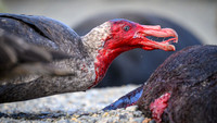 Southern Giant Petrel