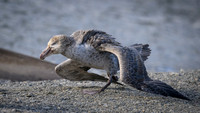 Southern Giant Petrel