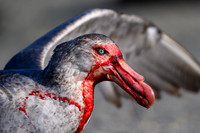 Southern Giant Petrel