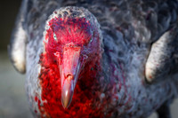 Southern Giant Petrel