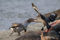 Southern Giant Petrel