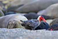 Southern Giant Petrel