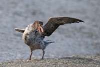 Southern Giant Petrel
