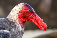 Southern Giant Petrel