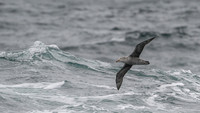 Southern Giant Petrel