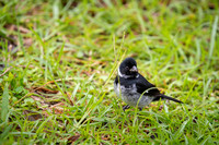 Variable Seedeater