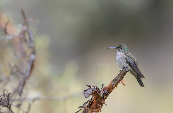 Ecuadorian hillstar