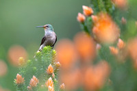 Ecuadorian hillstar