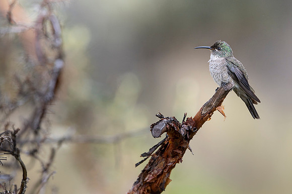 Ecuadorian hillstar