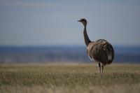 Lesser Rhea
