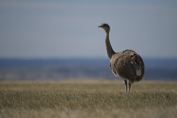 Lesser Rhea
