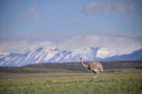 Lesser Rhea