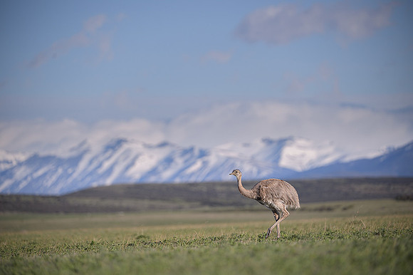 Lesser Rhea