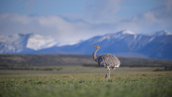 Lesser Rhea