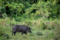 Wild boar