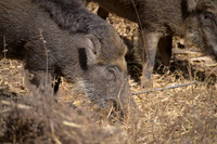 Wild boar