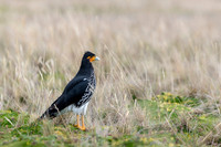 Carunculated caracara