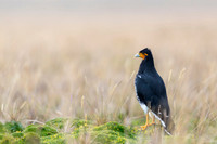 Carunculated caracara