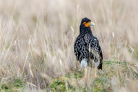 Carunculated caracara
