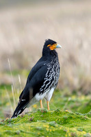 Carunculated caracara