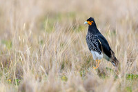 Carunculated caracara