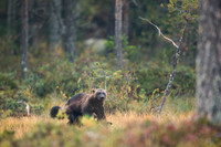 Wolverine / Rosomak