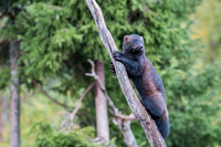 Wolverine / Rosomak
