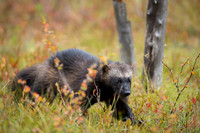 Wolverine / Rosomak