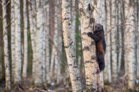 Wolverine / Rosomak