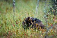 Wolverine / Rosomak