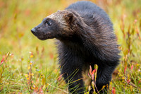 Wolverine / Rosomak