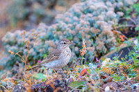 Berthelot's Pipit / Świergotek łąkowy