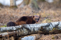 Wolverine / Rosomak