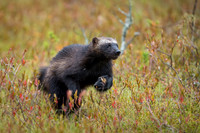 Wolverine / Rosomak