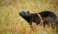 Wolverine / Rosomak