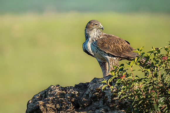 Bonelli's Eagle / Orzeł południowy