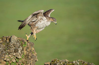 Bonelli's Eagle / Orzeł południowy