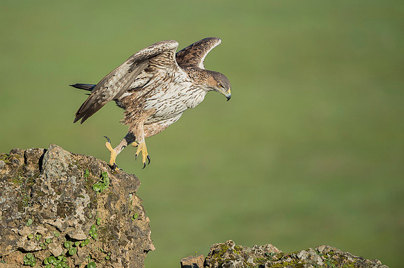 Bonelli's Eagle / Orzeł południowy