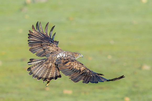 Bonelli's Eagle / Orzeł południowy