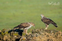 Bonelli's Eagle / Orzeł południowy