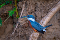Ringed Kingfisher