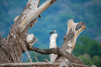 Ringed Kingfisher