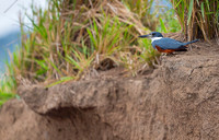 Ringed Kingfisher