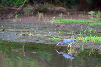 Tri-colored heron