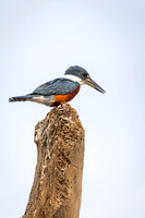 Ringed Kingfisher