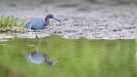 Tri-colored heron