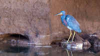 Tri-colored heron